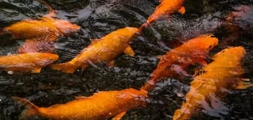 Koi transformation art,
