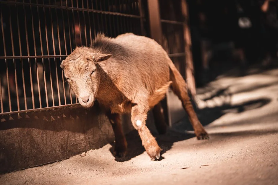 Goat zodiac, Loss