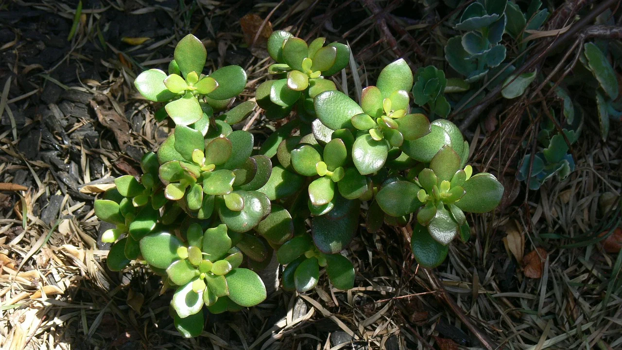 Green jade pixiu