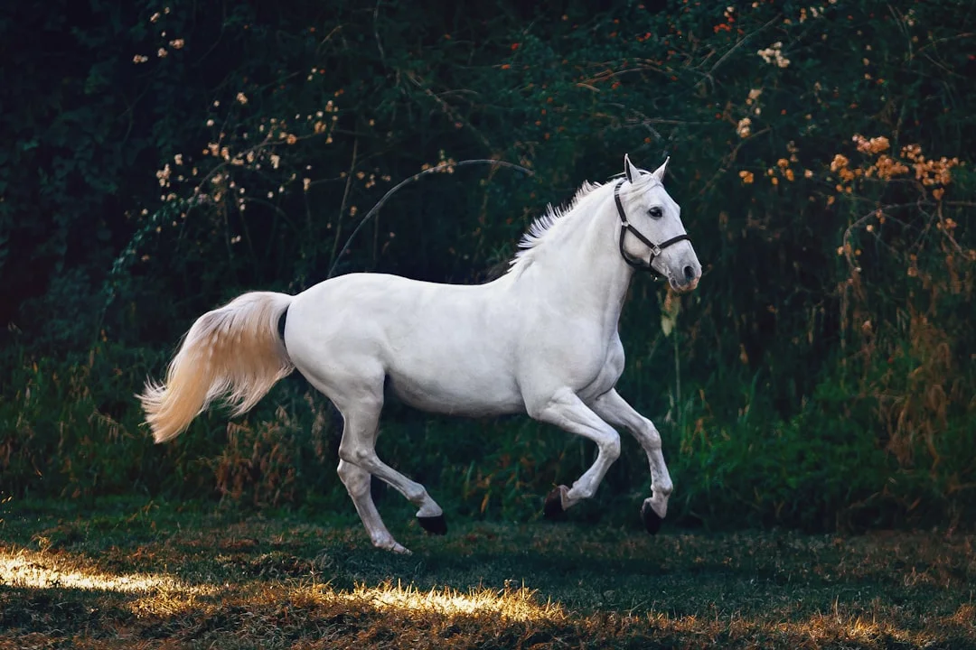 Horse zodiac, Patience