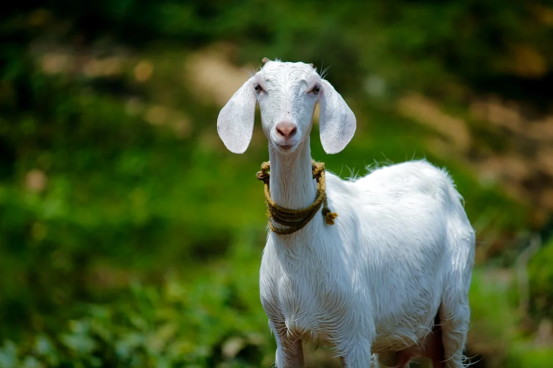 Goat zodiac, Supportive
