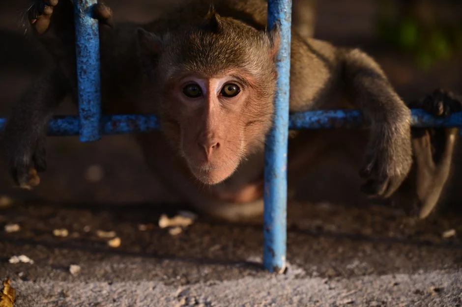 Monkey zodiac, Tai