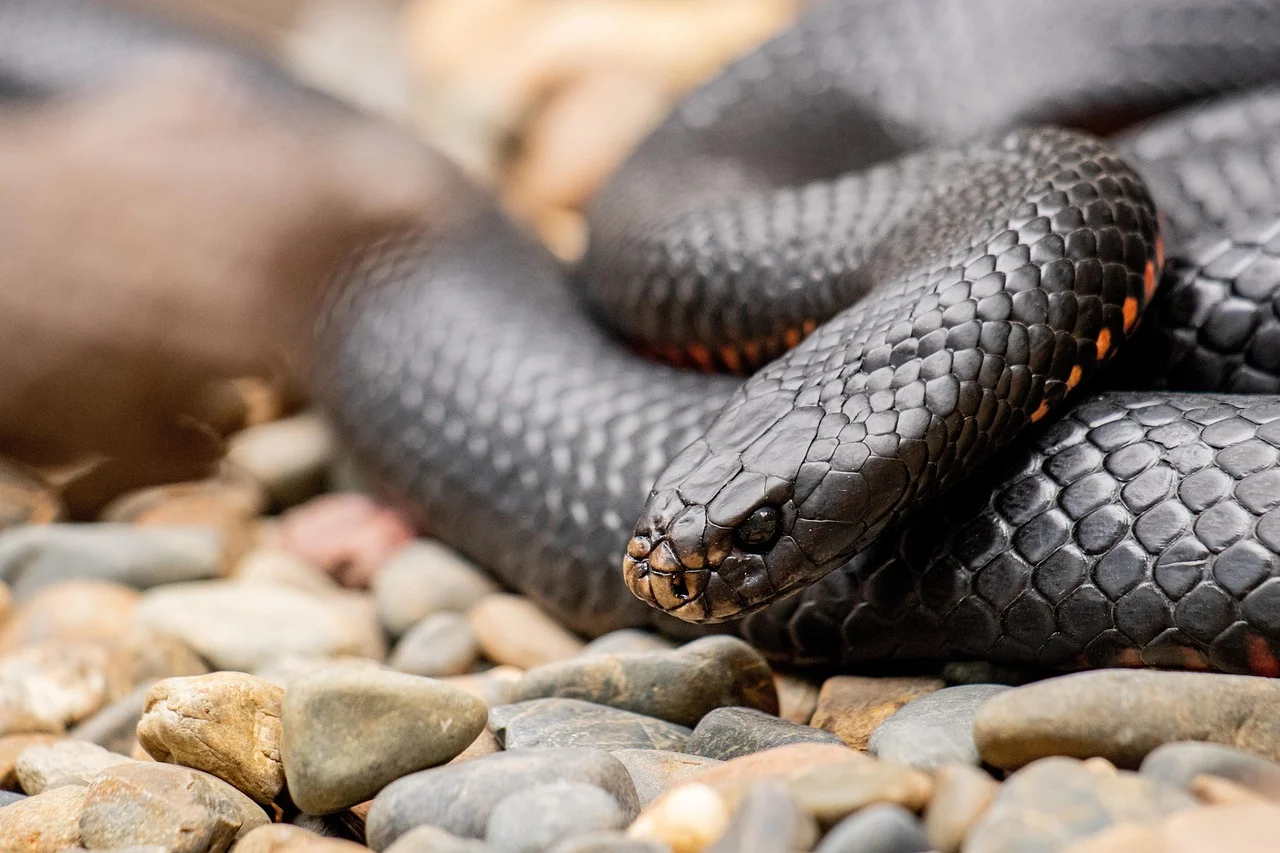 Wood Snake Feng