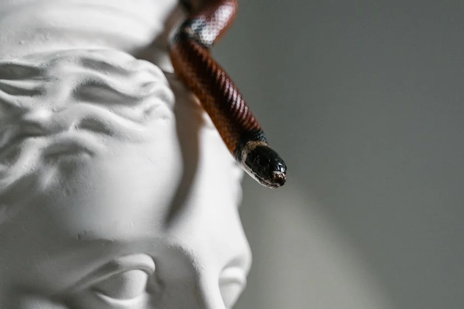 Snake Zodiac Symbolism,