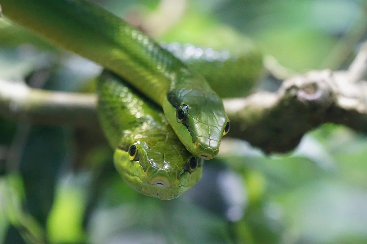 Snake Personality Traits,